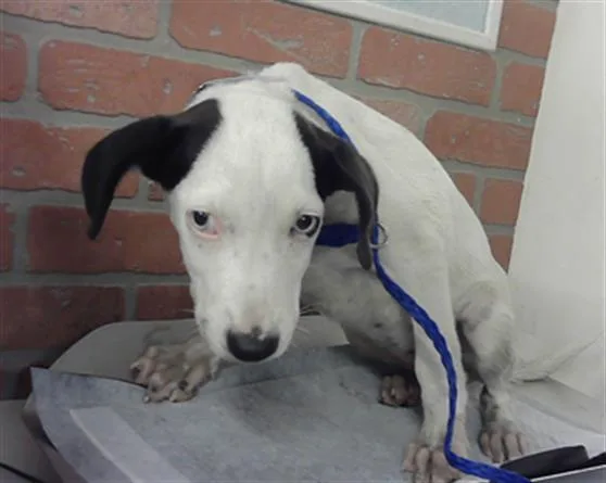A baby small-sized female Staffordshire Bull Terrier dog named A for adoption in Houston, TX