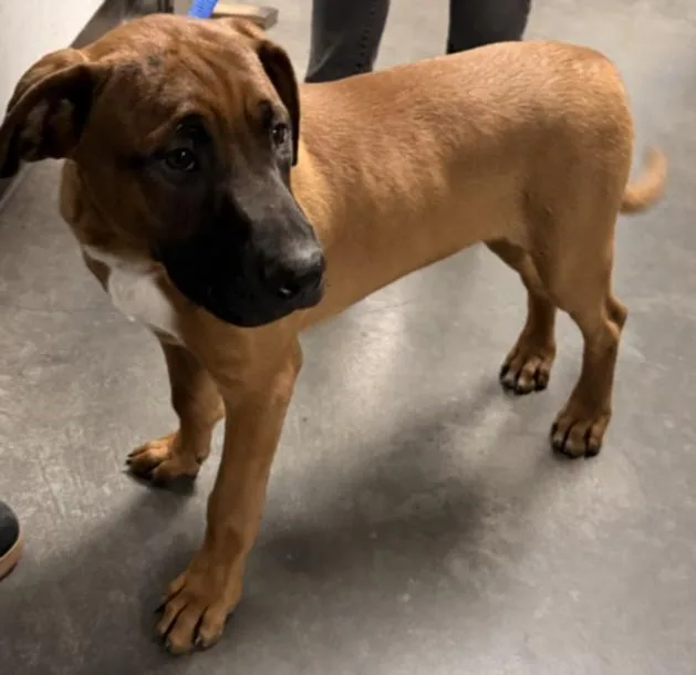 A baby medium-sized male Rhodesian Ridgeback dog named Waffles for adoption in Chatsworth, CA
