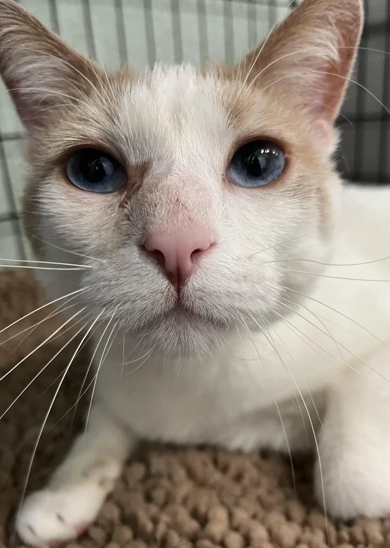 An adult medium-sized male Buff / Tan / Fawn Domestic Short Hair cat named Blueeyed Ted for adoption in Moline, IL