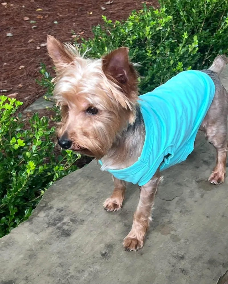 A young small-sized male Gray / Blue / Silver Yorkshire Terrier dog named Theodore for adoption in Antioch, TN