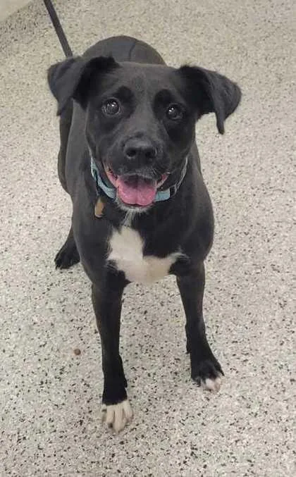 An adult large-sized female Black Mixed Breed dog named Valerie for adoption in Kansas City, MO