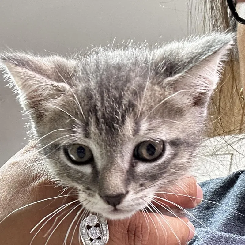 A baby small-sized male Gray / Blue / Silver Domestic Short Hair cat named Charlie Morningstar for adoption in Leander, TX