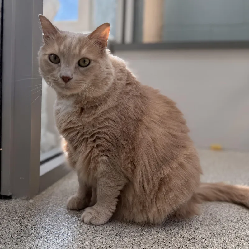 An adult medium-sized female Domestic Long Hair cat named Bailey for adoption in Charlestown, RI