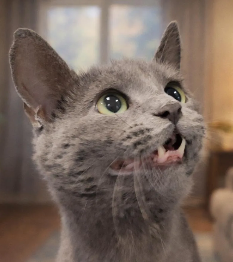 An adult small-sized female Domestic Short Hair cat named Femme for adoption in Cuyahoga Falls, OH