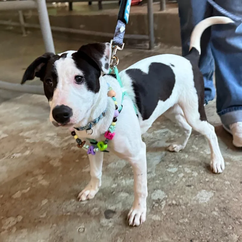 A baby medium-sized female Black Mixed Breed dog named Jade $ for adoption in Milwaukee, WI