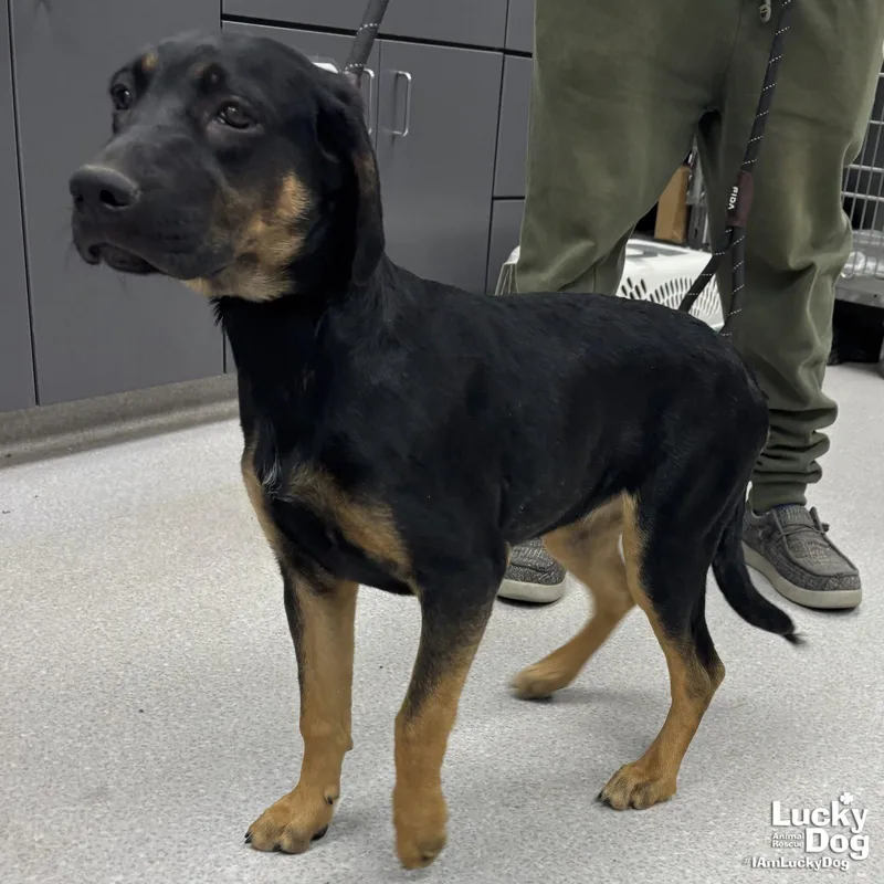 A baby large-sized female Hound dog named River for adoption in Washington, DC