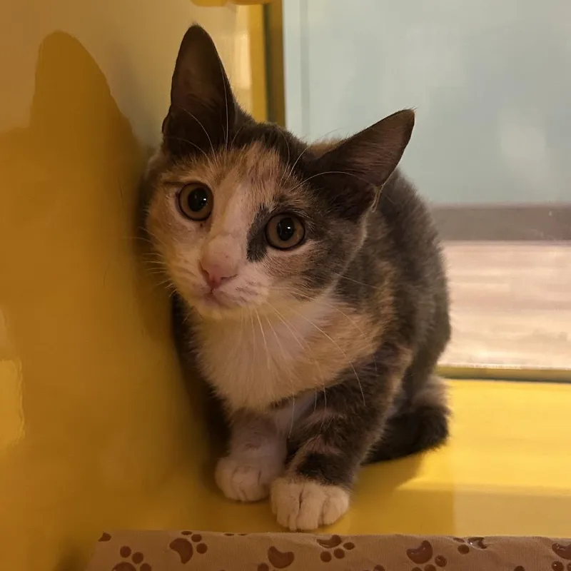 A baby small-sized female Calico Domestic Long Hair cat named Butterfly for adoption in Abilene, TX
