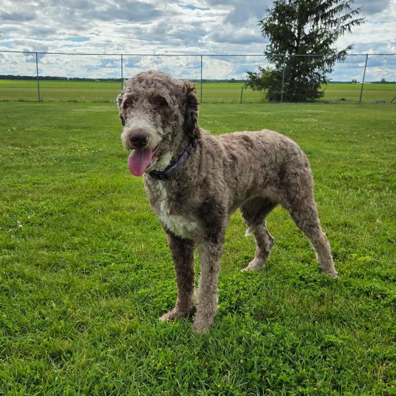 An adult medium-sized female Brown / Chocolate Standard Poodle dog named Diamond for adoption in Pontiac, IL
