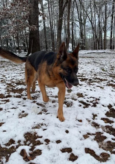 An adult large-sized female Bicolor German Shepherd Dog dog named Susie for adoption in Roswell, GA
