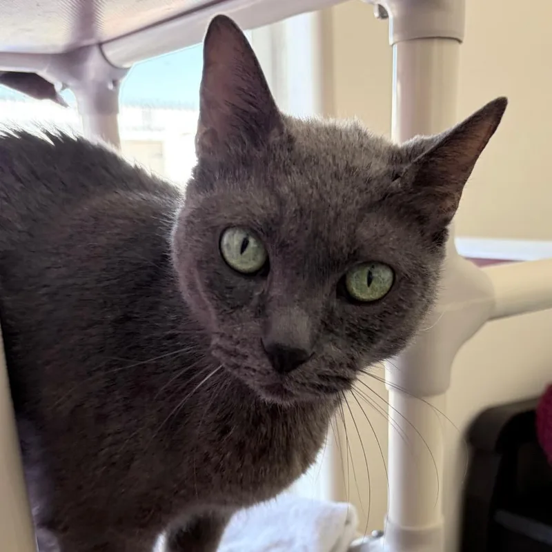 A senior large-sized female Gray / Blue / Silver Domestic Short Hair cat named Lemonade for adoption in Los Angeles, CA