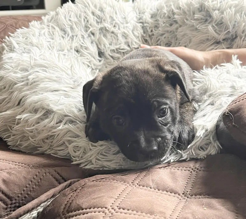 Lucy Van Pelt thumbnail 5