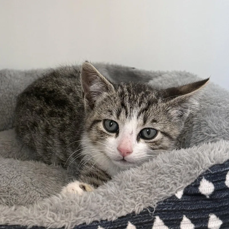 A baby small-sized male Brown / Chocolate Domestic Short Hair cat named Booster for adoption in Oakland, CA