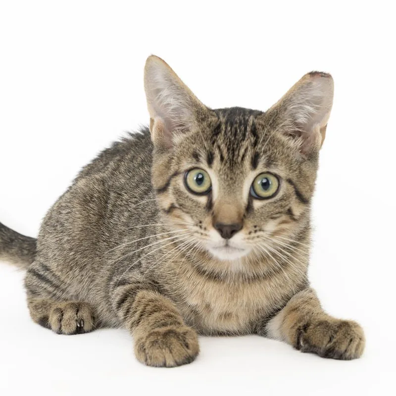 A baby small-sized male Brown / Chocolate Domestic Short Hair cat named Tiger for adoption in Franklin, TN