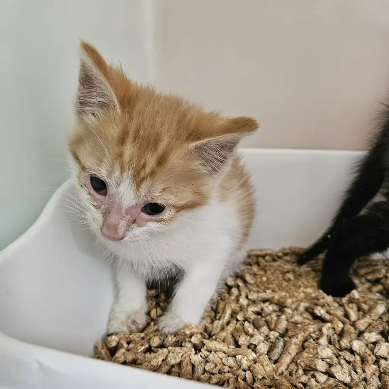 A baby small-sized male Orange / Red Domestic Short Hair cat named Han Solo Black Collar for adoption in Pasadena , MD