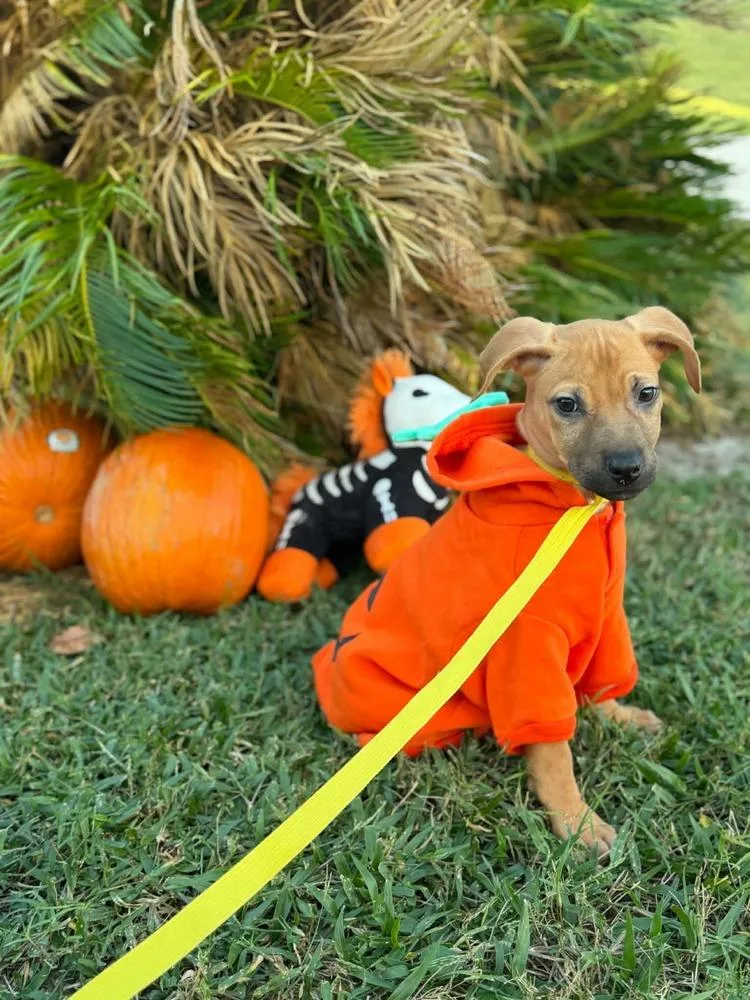 A baby medium-sized female Tricolor (Brown, Black, & White) Black Mouth Cur dog named Tinkerbell for adoption in Orlando, FL
