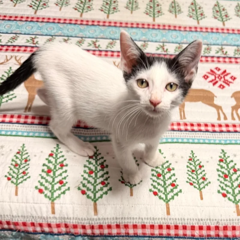A baby small-sized male White Domestic Short Hair cat named Marvin the Martian for adoption in Boerne, TX