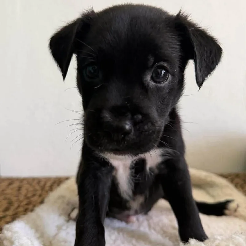 A baby small-sized male Black Chihuahua dog named Merle for adoption in Carmel, NY
