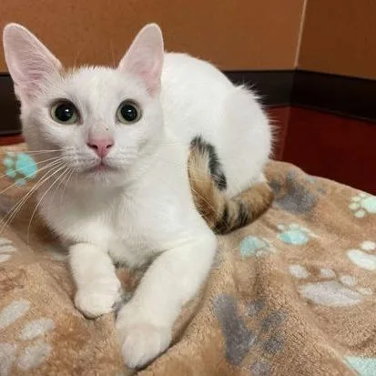 An adult medium-sized female White Domestic Short Hair cat named Lady Gaga for adoption in Rochester, MN
