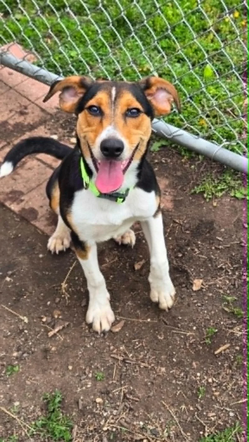 Pongo