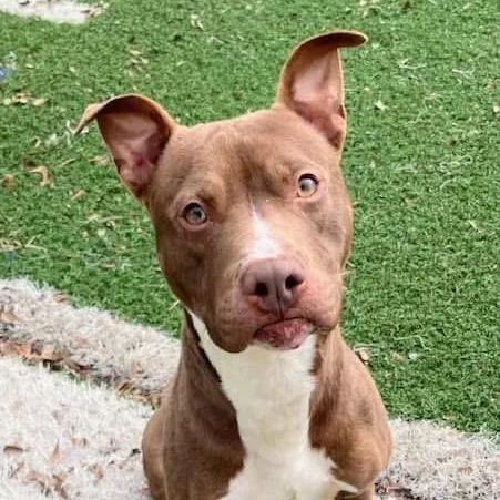 A young medium-sized male Brown / Chocolate American Staffordshire Terrier dog named Mel for adoption in Gainesville, GA