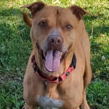 A senior medium-sized male Golden Mixed Breed dog named Cheerio for adoption in Ashtabula, OH