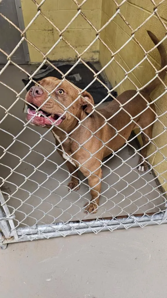 A young medium-sized male American Bulldog dog named The Warden for adoption in Crossville, TN