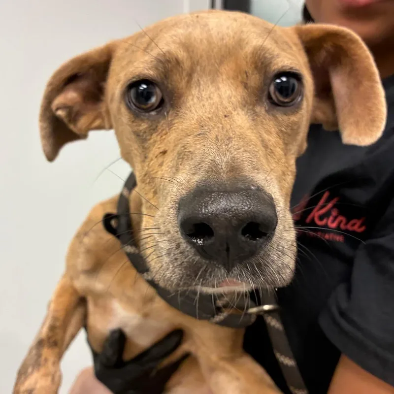 An adult medium-sized female Brindle Pit Bull Terrier dog named Mayfield for adoption in Abilene, TX