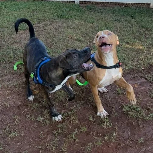 An adult medium-sized male Yellow / Tan / Blond / Fawn Mixed Breed dog named Macho Nacho for adoption in Greenville, SC