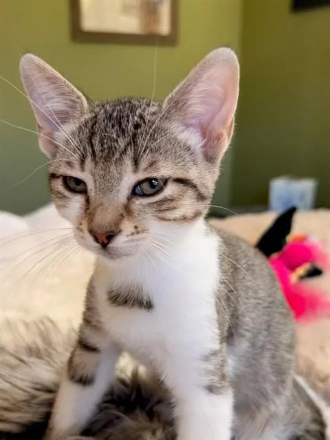 A baby small-sized female Domestic Short Hair cat named Hoshie for adoption in Albuquerque, NM