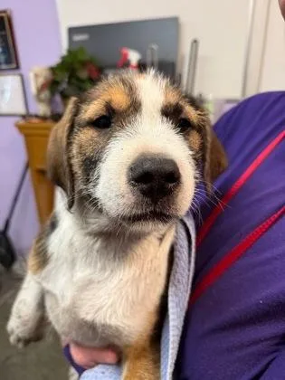 A baby small-sized male Mixed Breed dog named Ian for adoption in West Chester, PA