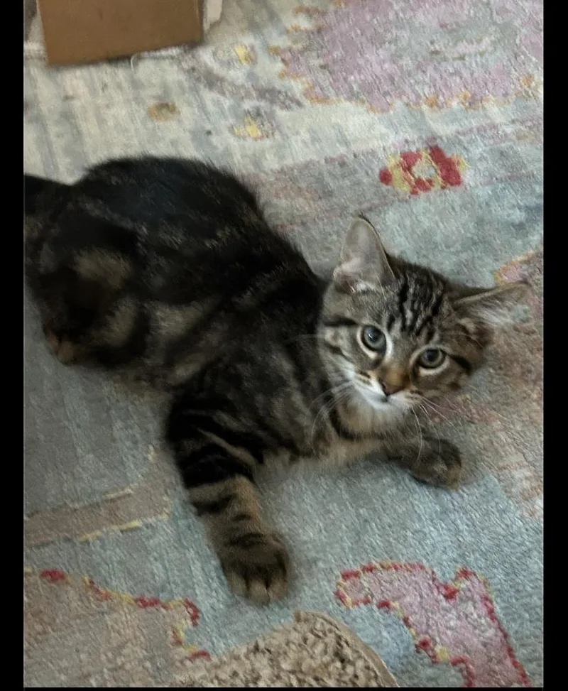 A baby small-sized male Domestic Long Hair cat named Willie Lee for adoption in Poplar Grove, IL
