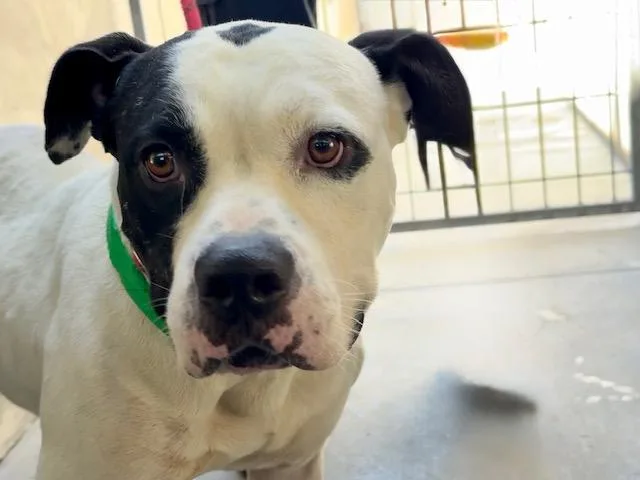 An adult large-sized male American Bulldog dog named Morgan for adoption in Van Nuys, CA