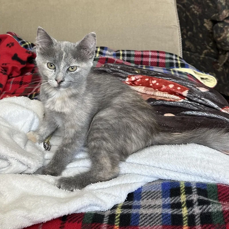 A baby small-sized female Dilute Tortoiseshell Domestic Short Hair cat named Tee for adoption in Richmond, VA