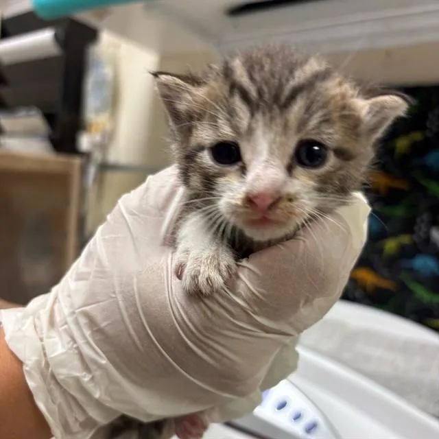 A baby small-sized male Domestic Short Hair cat named Bert for adoption in Riverside, CA
