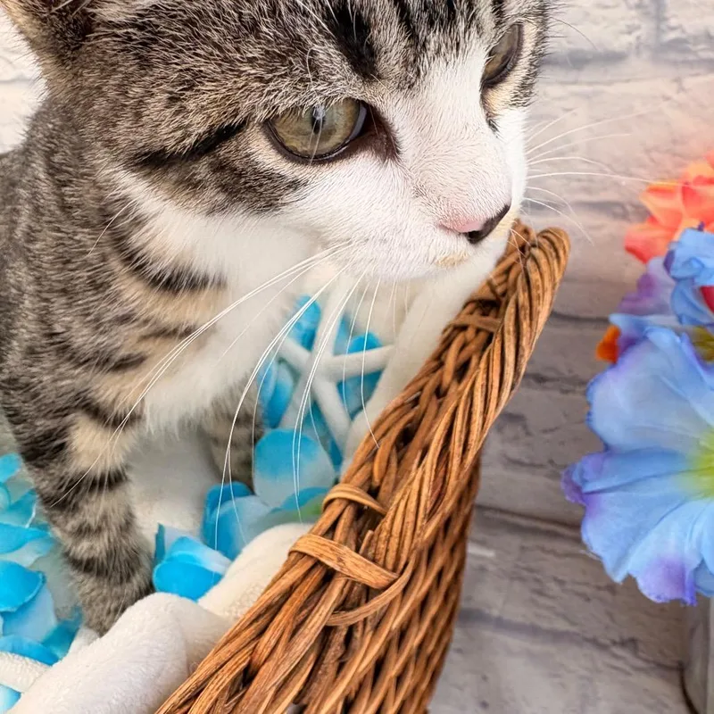 A baby small-sized female Brown / Chocolate Domestic Short Hair cat named Ethel for adoption in Harrisonburg, VA