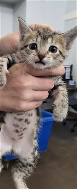 A baby medium-sized female Domestic Medium Hair cat named Natalie Portman for adoption in Dallas, TX