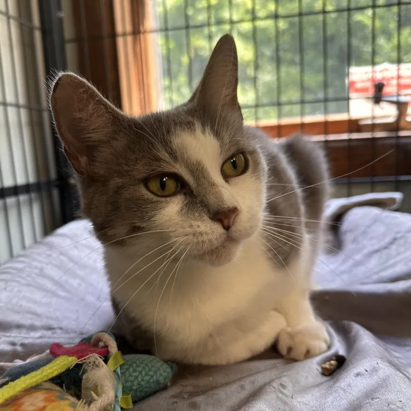 An adult small-sized female Gray / Blue / Silver Domestic Short Hair cat named Raisinet for adoption in Greensburg, PA