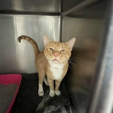 A young medium-sized male Orange & White Domestic Short Hair cat named Garfield for adoption in Attleboro, MA