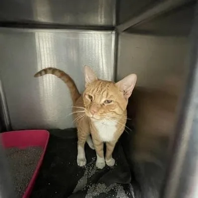 Garfield thumbnail 2