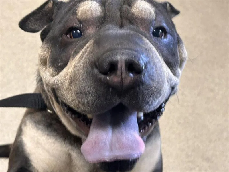 An adult medium-sized female Shar-Pei dog named London for adoption in Lake Forest, CA