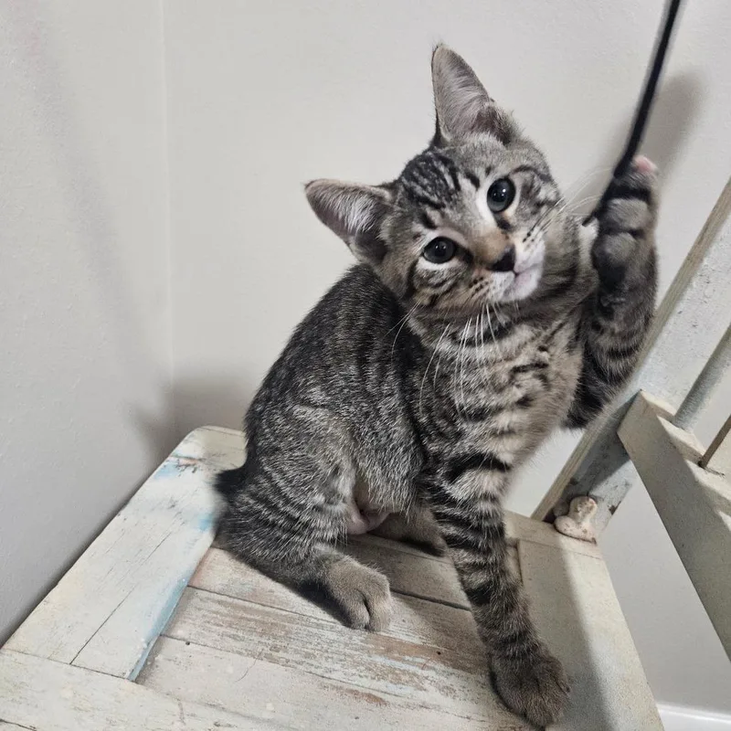 A baby small-sized female Gray / Blue / Silver Domestic Short Hair cat named Christina for adoption in Hattiesburg, MS