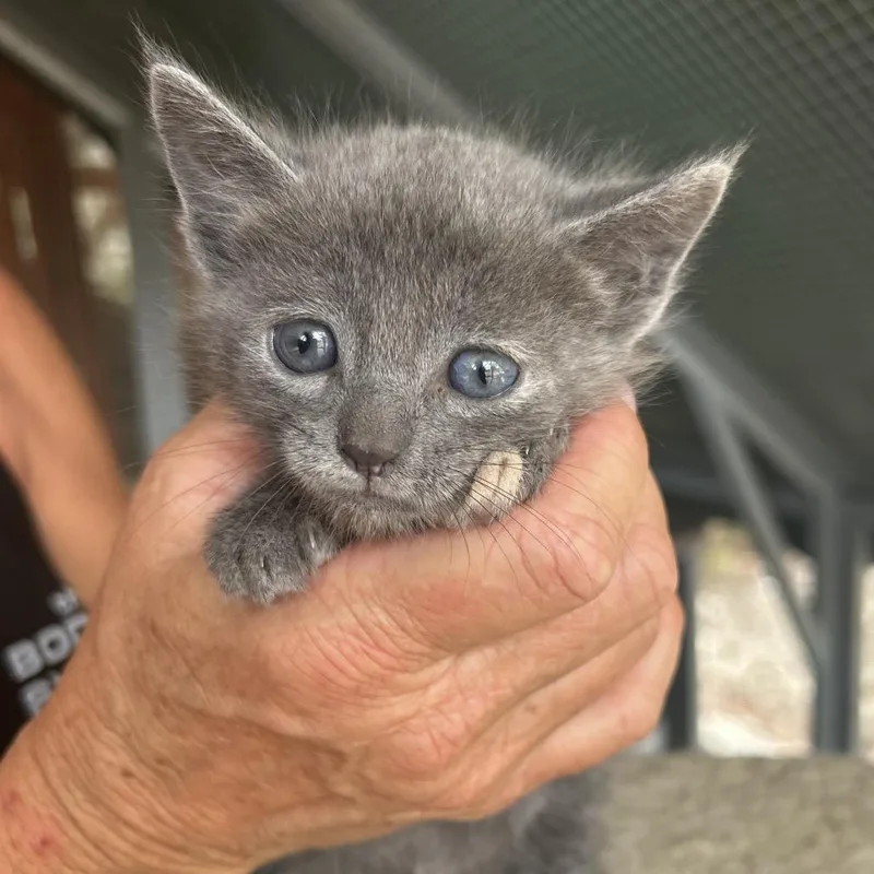 A baby small-sized female Gray / Blue / Silver Domestic Short Hair cat named Louisa for adoption in Boerne, TX