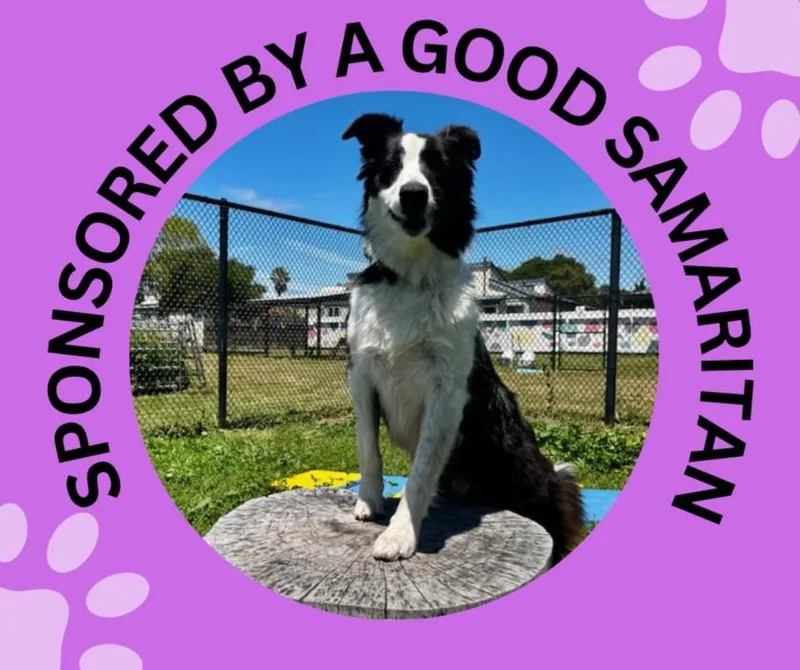 An adult medium-sized male Border Collie dog named Tomas for adoption in Santa Cruz, CA
