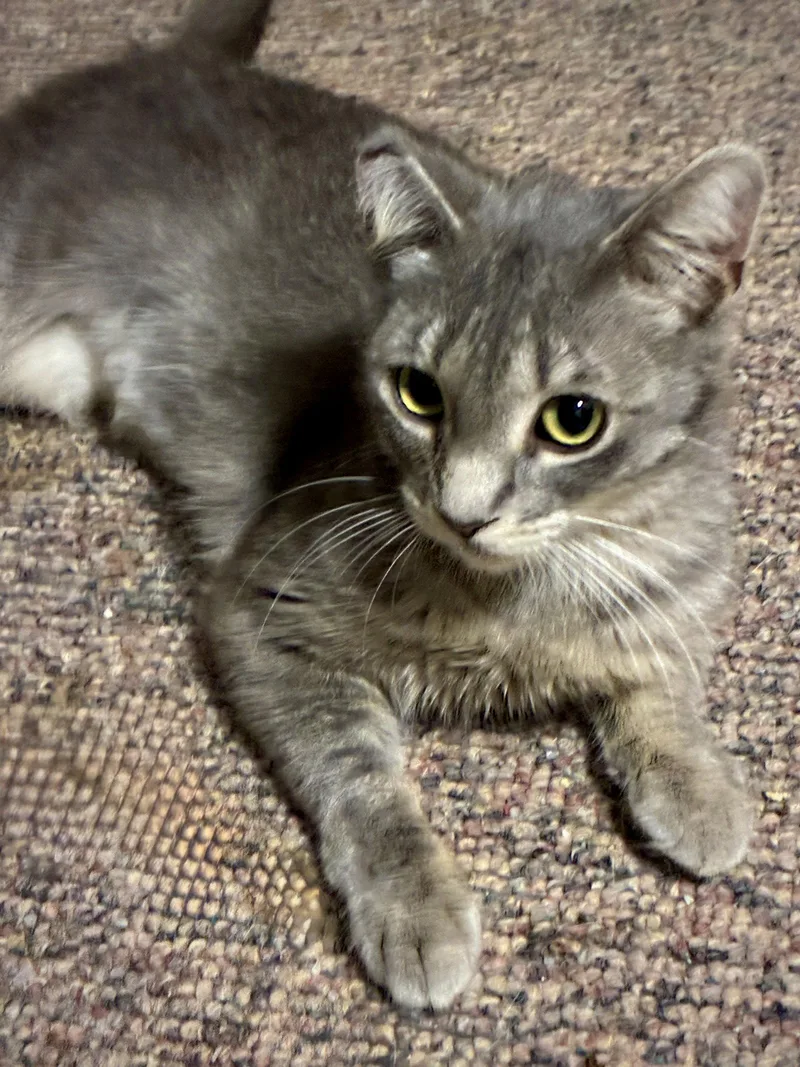 A young small-sized female Gray / Blue / Silver Domestic Short Hair cat named Freda for adoption in Forest Lake, MN
