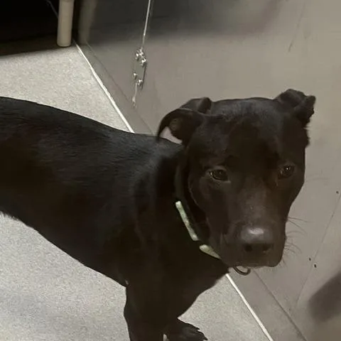 A young medium-sized male Black Pit Bull Terrier dog named Fable for adoption in Baltimore, MD