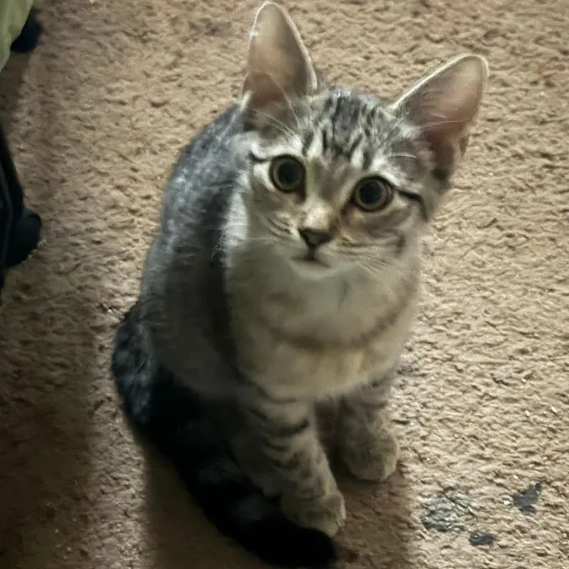 A young small-sized female Gray / Blue / Silver Domestic Short Hair cat named Baby for adoption in Hemet, CA