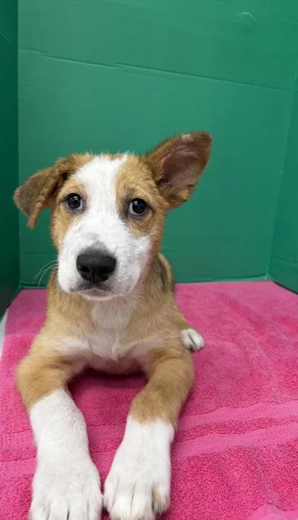 An adult small-sized male Shepherd dog named Romeo for adoption in Houston, TX