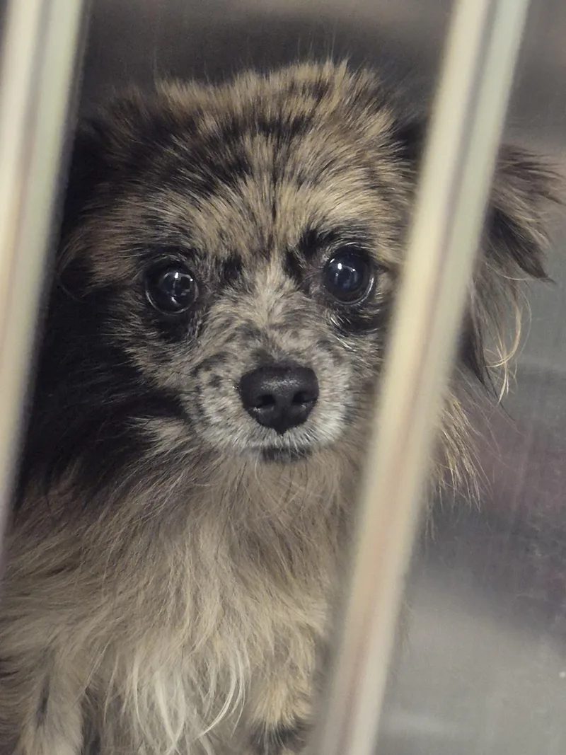 An adult small-sized male Chihuahua dog named Mackie for adoption in Shermans Dale, PA
