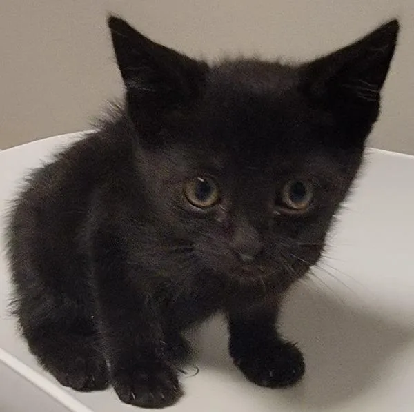 A baby medium-sized male Domestic Short Hair cat named Towhee for adoption in Oakland, CA