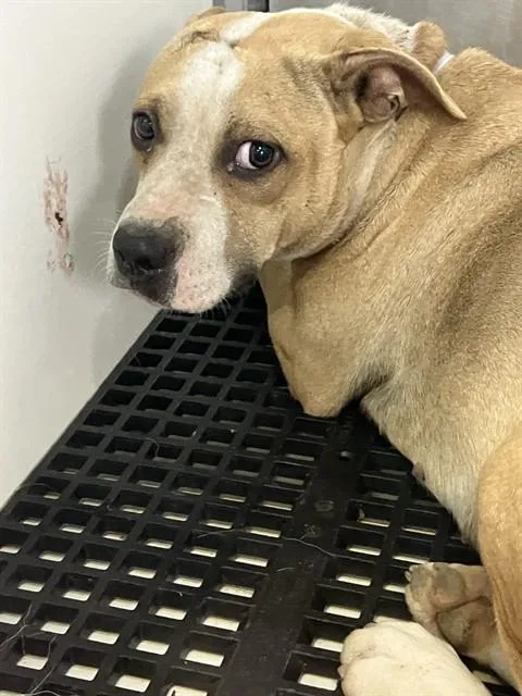 A young medium-sized female Mixed Breed dog named Allison for adoption in Dallas, TX